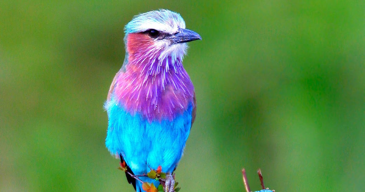 Какая птица изображена. Дикарь утка. Черноклювая американская кукушка. Какая птица изображена. Lilac breasted roller птица.