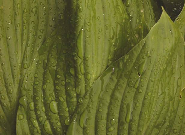 [hosta-leaves.jpg]