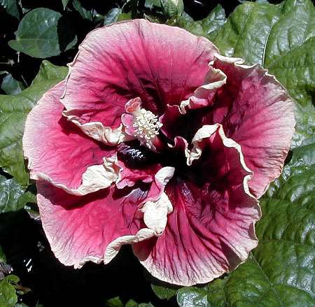 plastic hibiscus flower