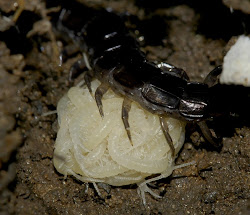 care centipedes centipede eggs wonders give