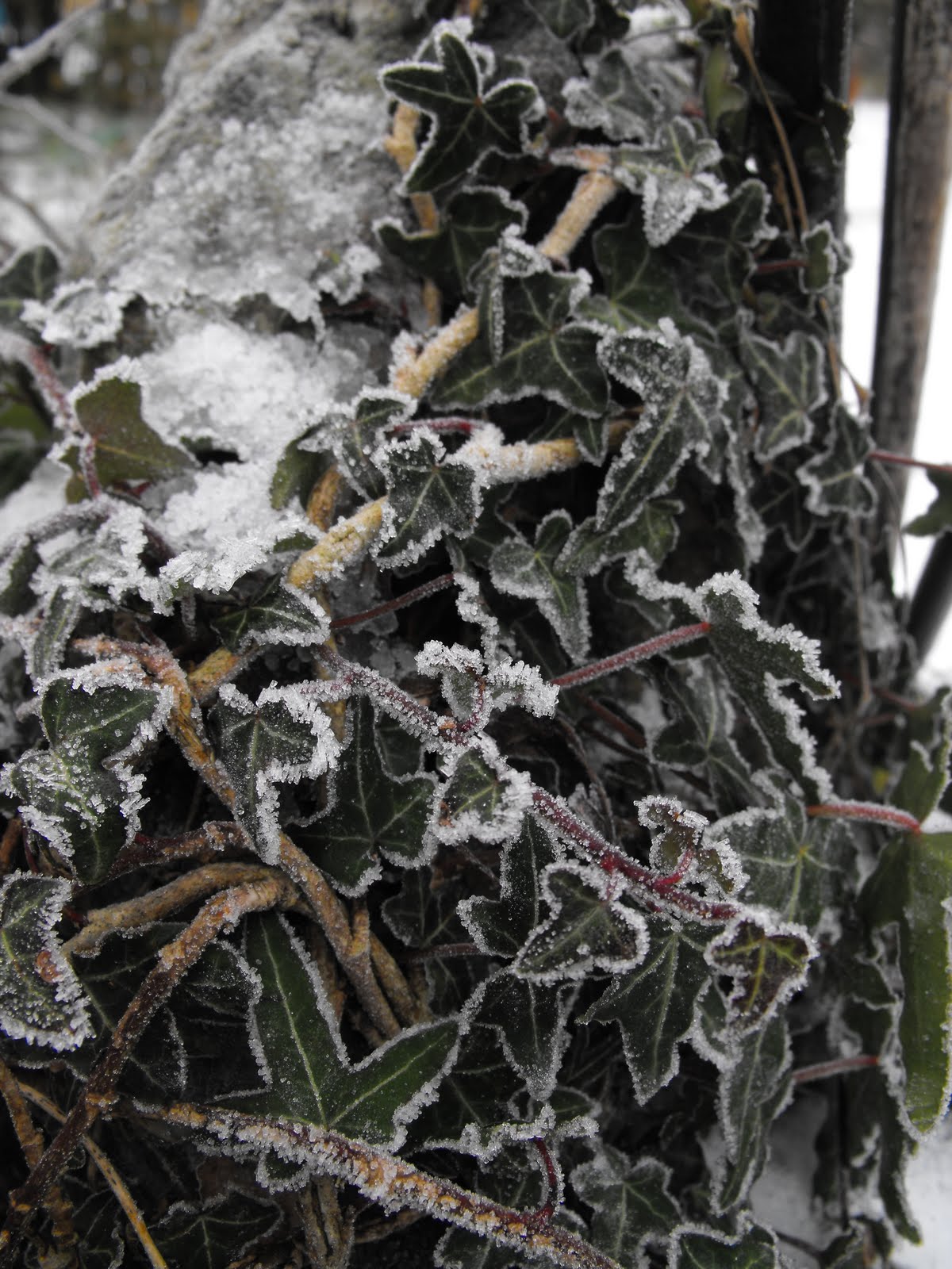 [2009_12232009Septcarewcastle0010.JPG]