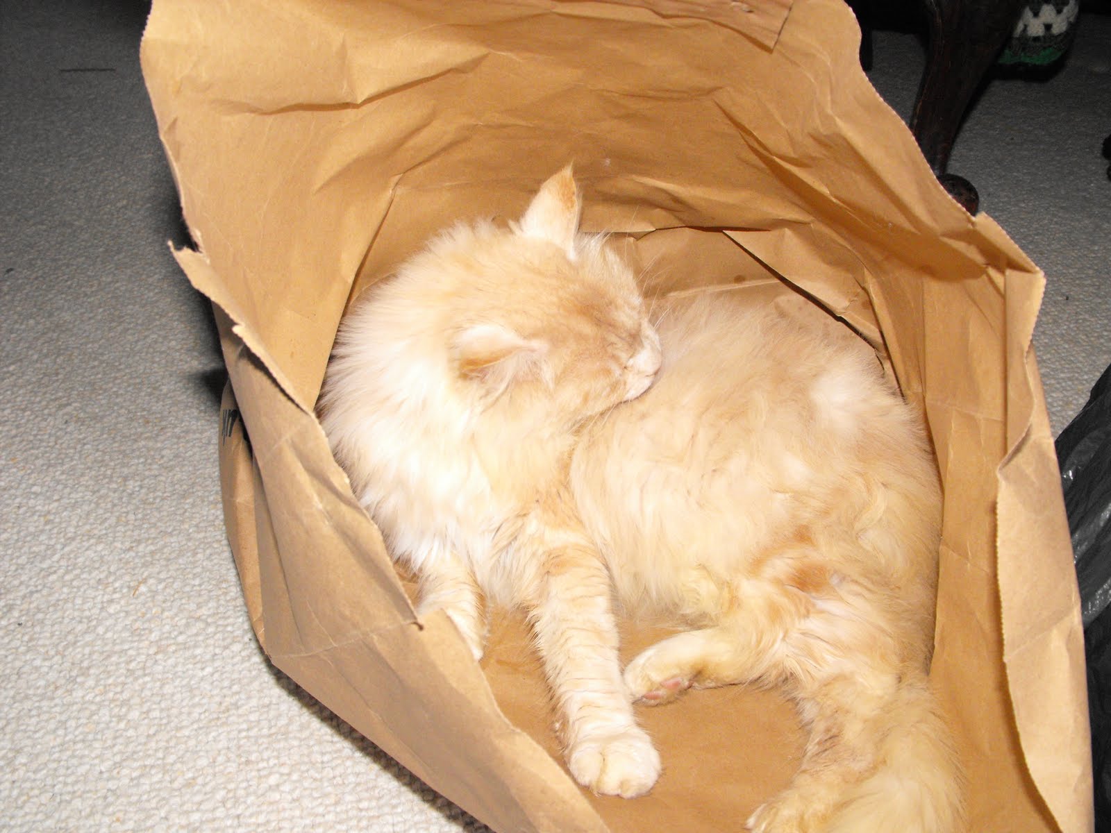 [2009_12312009Septcarewcastle0001.JPG]