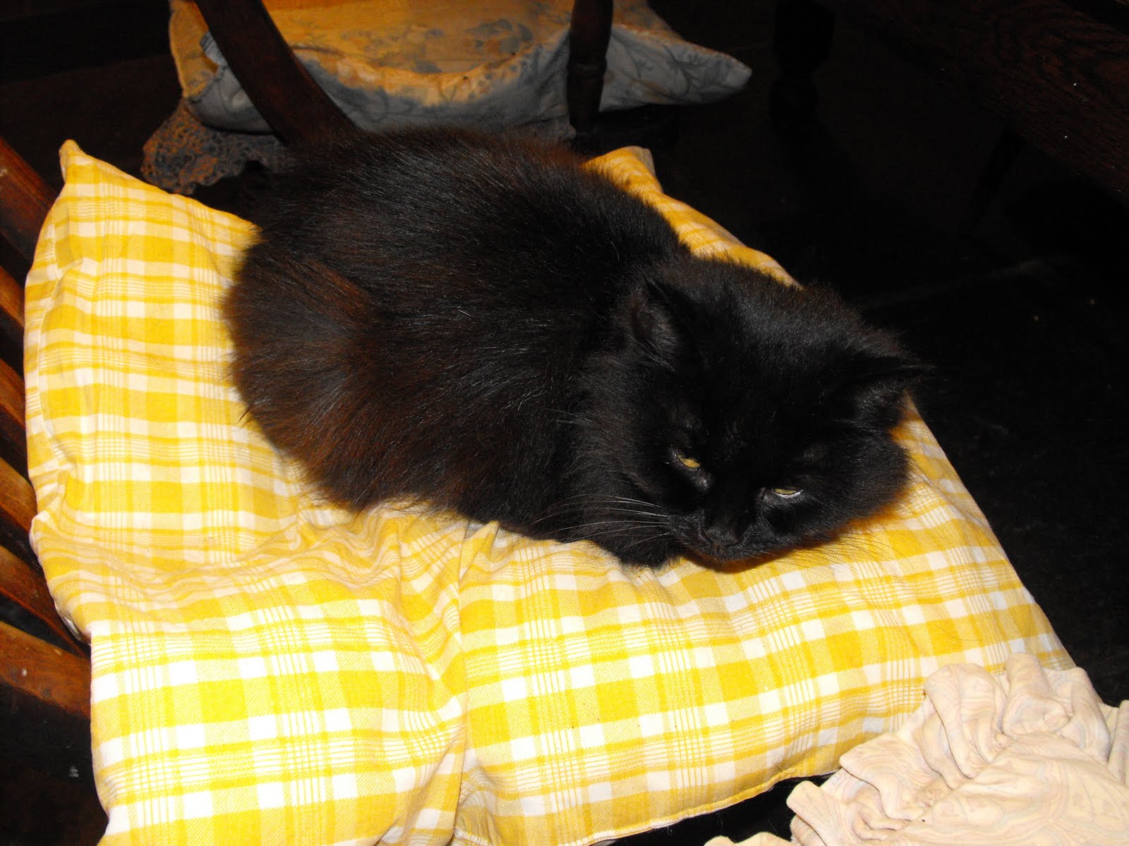 [2009_12312009Septcarewcastle0006.JPG]