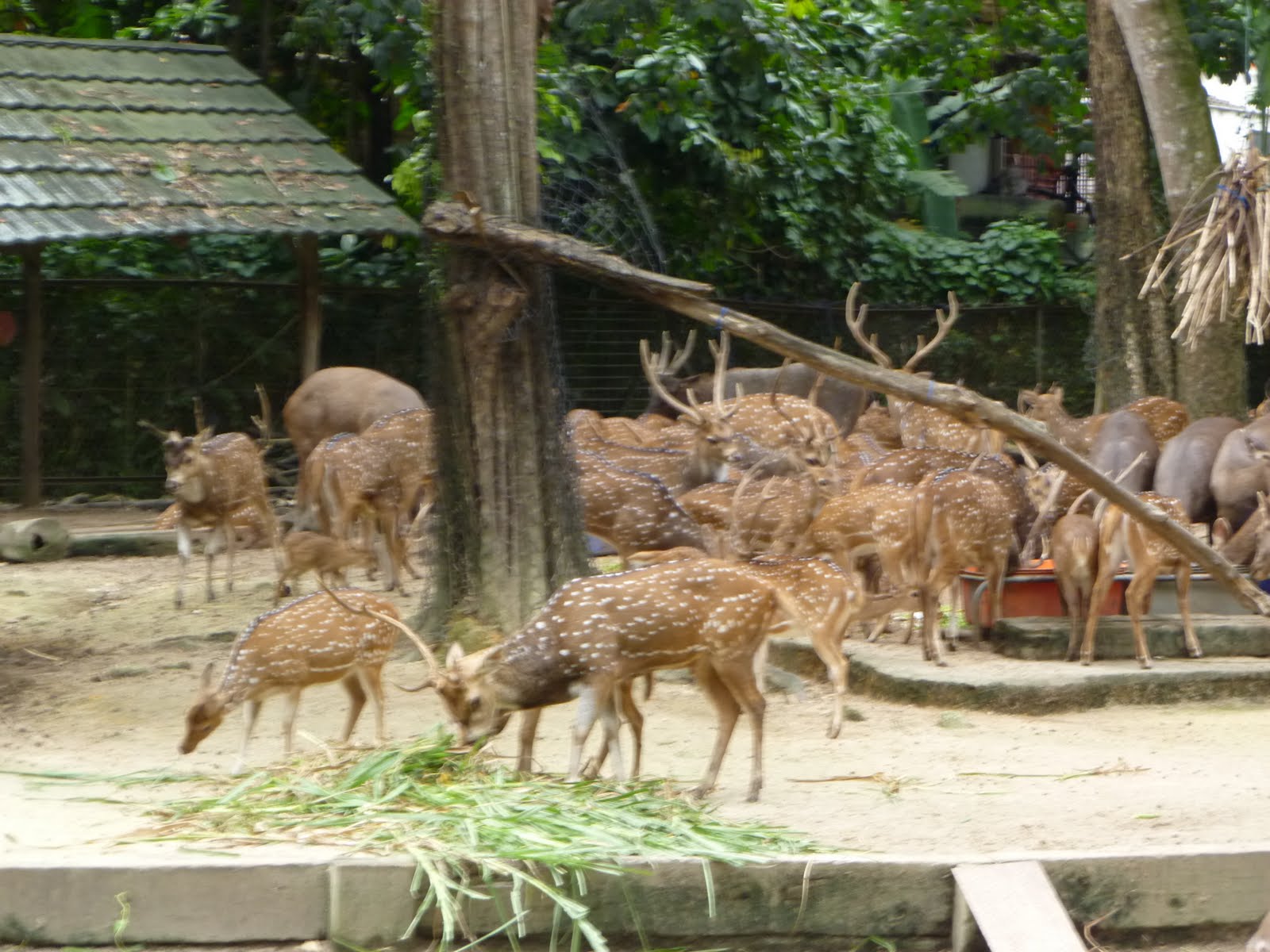 Book of WAWA: ZoO Negara..