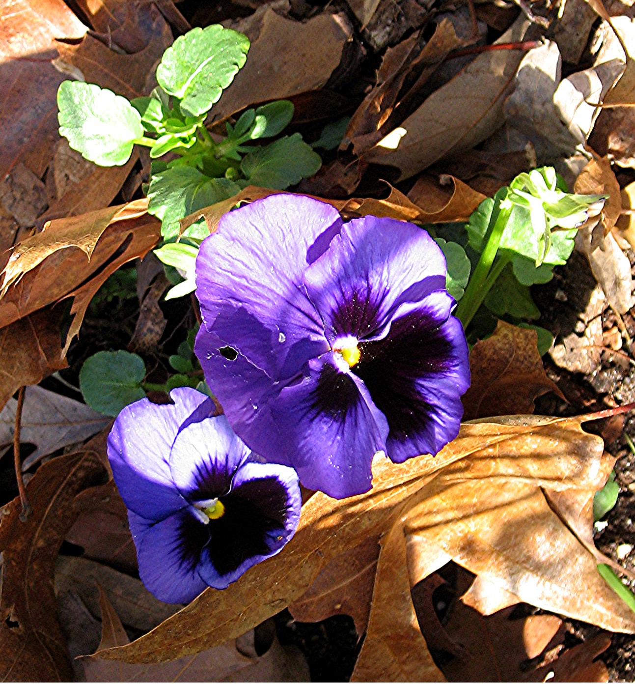 [Copy+of+IMG_6534.JPG]