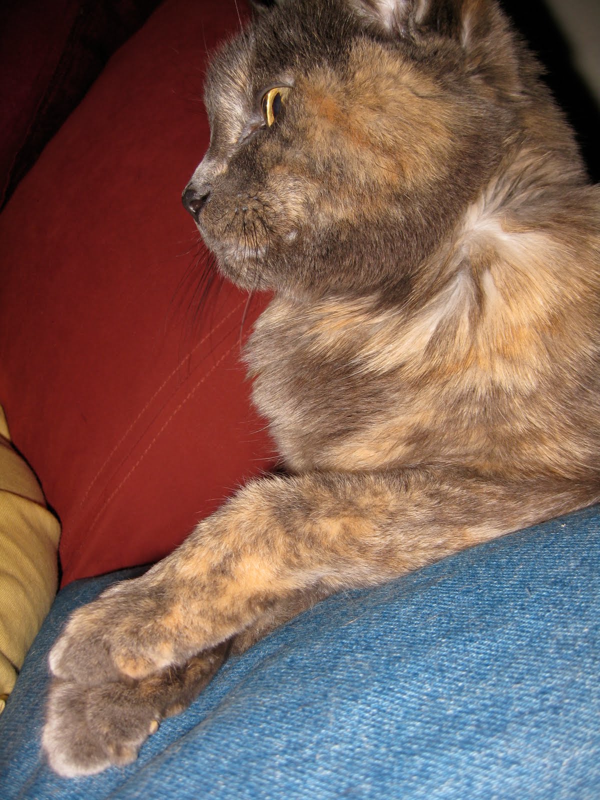 Jill the Peaceful Cat A Declawed Cat