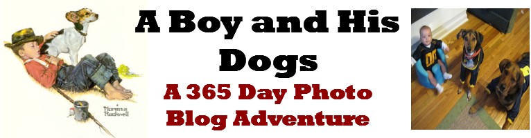 A Boy and His Dogs- a Photo Blog