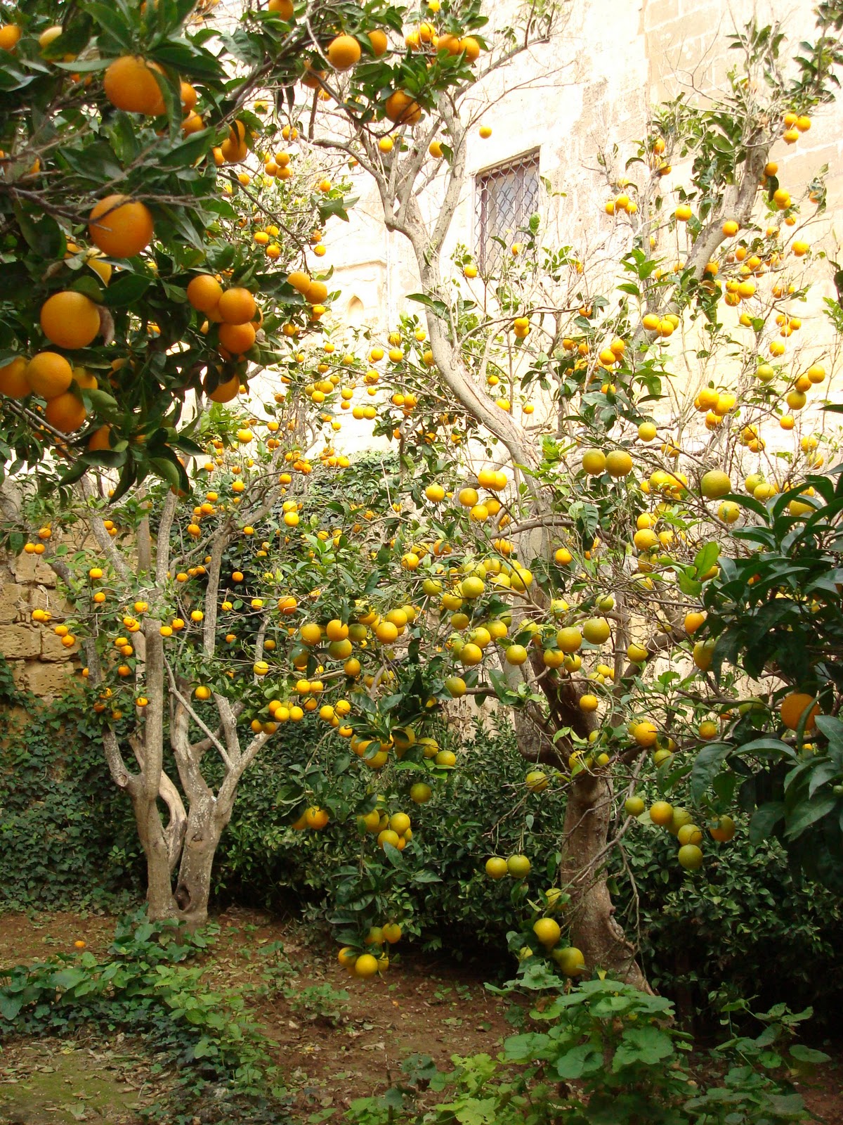 Christine's Chatter In a Maltese garden