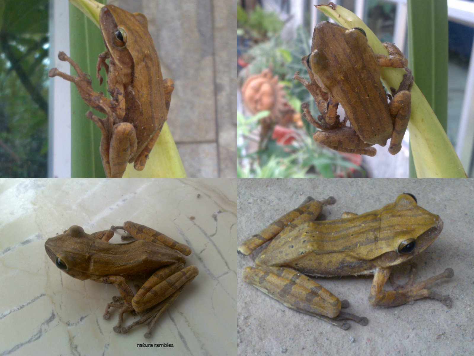 Nature Rambles The Common Indian Tree Frog nature-rambles-the-common-indian-tree-frog