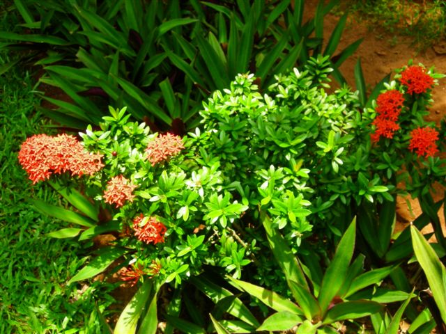 MAHEKS KITCHEN: FLOWERS IN GOA****