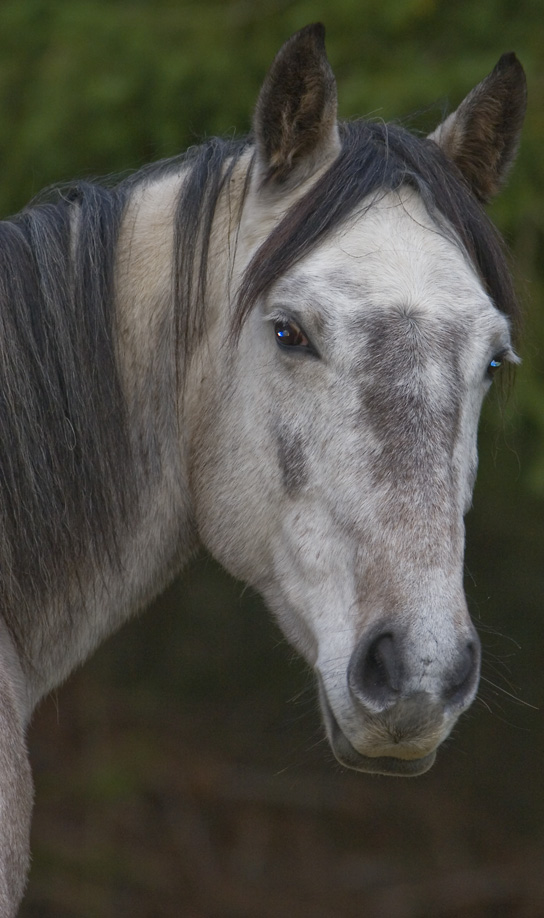 Digital San Juan Horse picks
