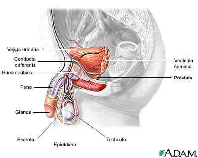glande dolor erección