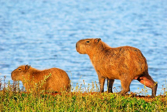 Vida em Miniatura: A capivara insistente