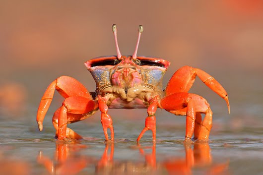 [Fiddler+Crab.jpg]