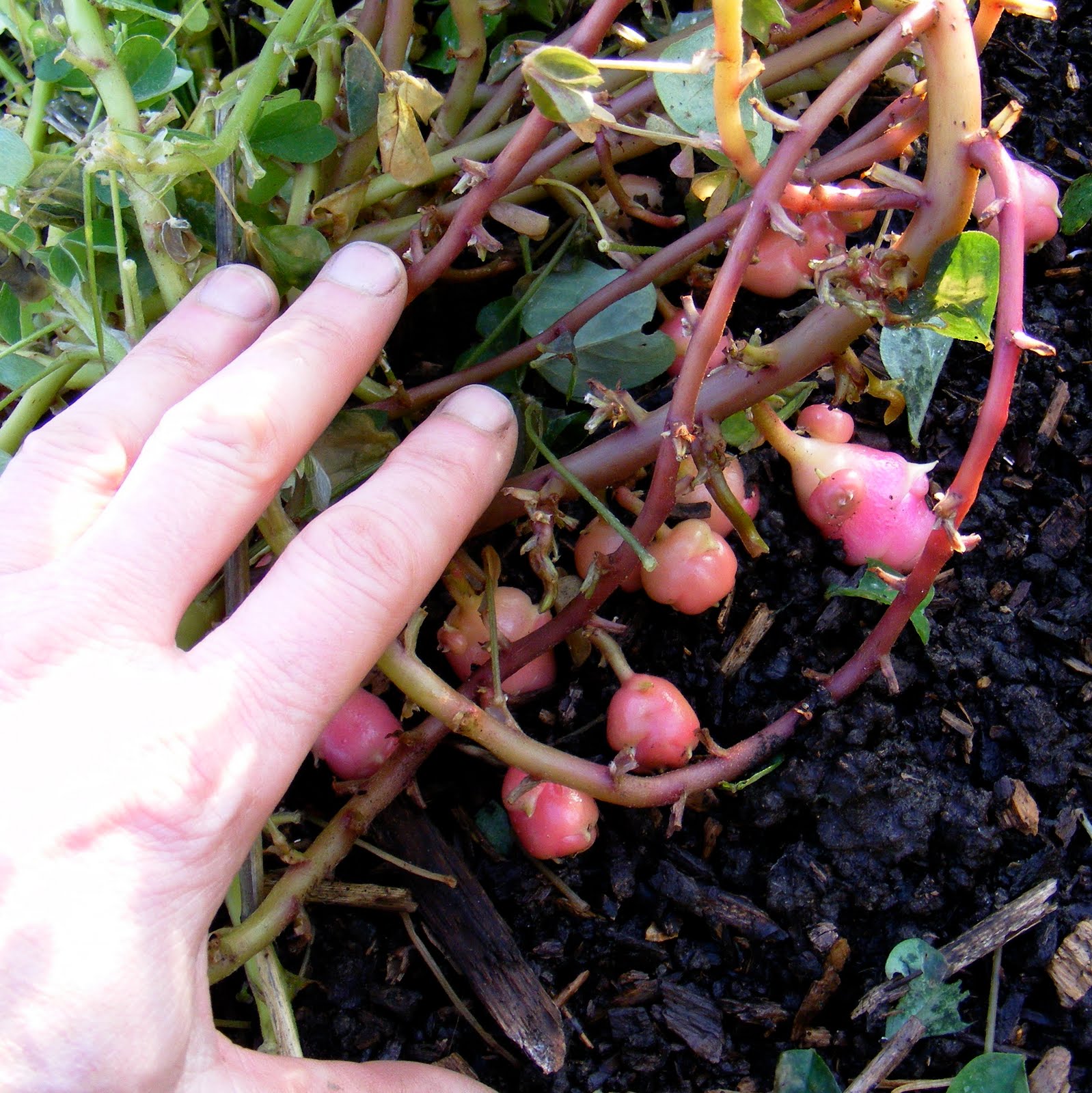 Growing Oca Tubers Big and Few, or Small and Many?