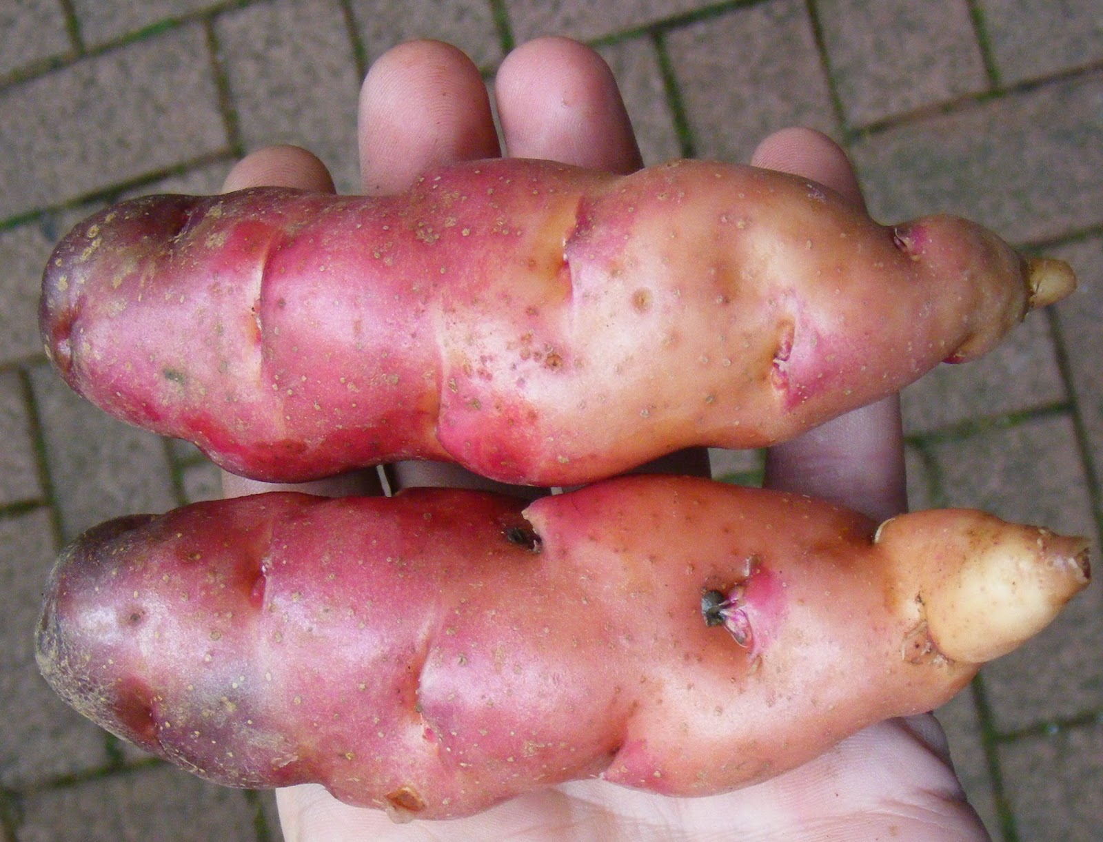 Growing Oca: What's that Other Andean Tuber...