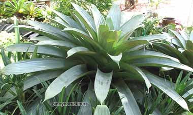 Alcantharea imperialis 'Silver'
