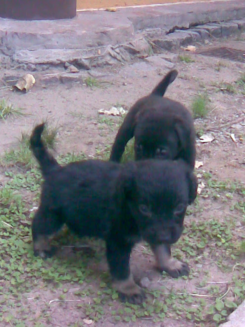 Cachoritos adoptados