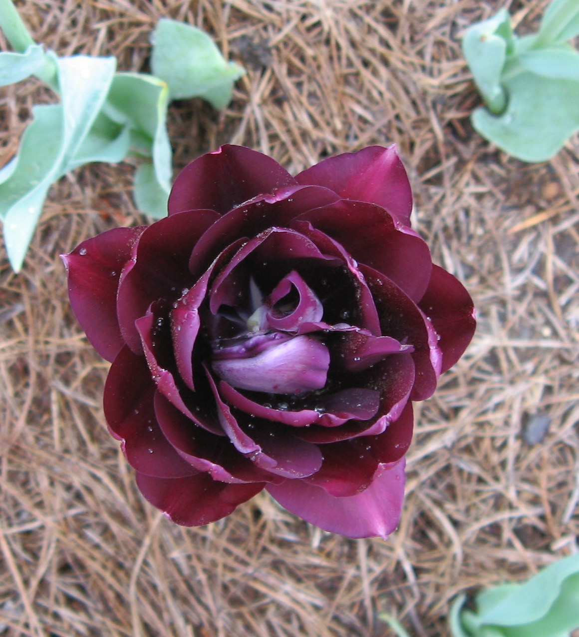 The Accidental Gardener "Black" Tulips