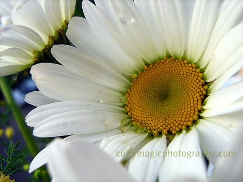 White daisy-macro photography