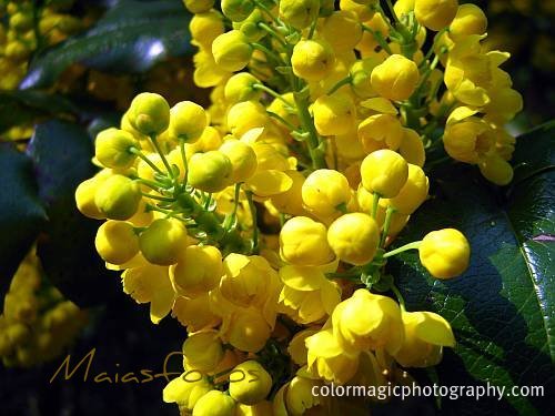 Mahonia aquifolium-Oregon grape flowers
