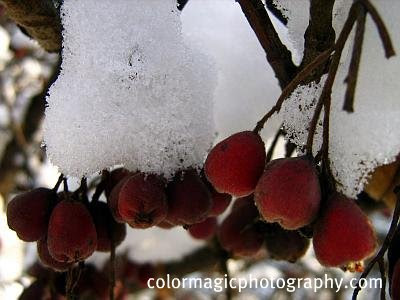 Red berries on snowy branches