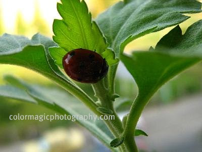 Ladybug under a leaf