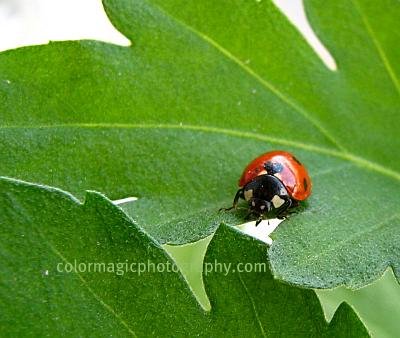 [Ladybug+with+seven+spots.jpg]