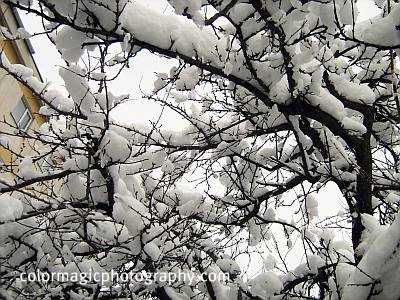 Snow on tree branches