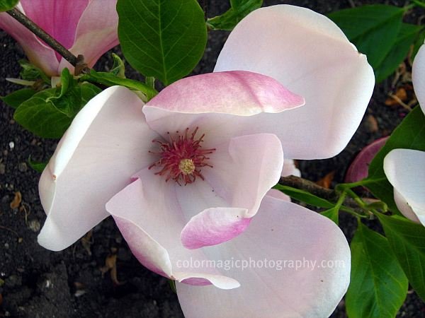 saucer magnolia tree flowers. saucer magnolia blooms