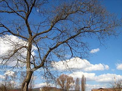 Bare trees and beautiful sky