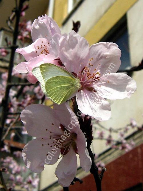 Pink cherry blossom with butterfly