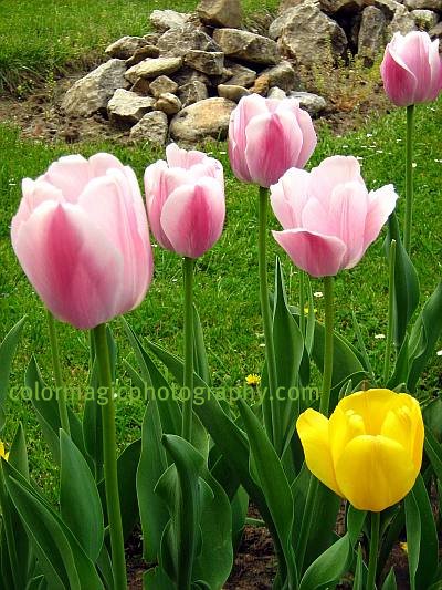 Pink tulips-tulip pictures