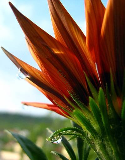 Rusty gazania flower with raindrops