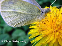 Butterfly on a dandelion flower-closeup
