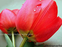 Red tulips with raindrops