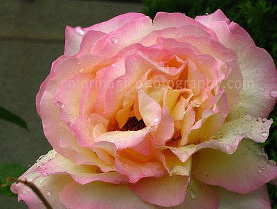 Pink rose with raindrops