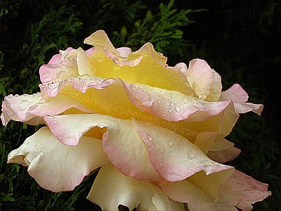 Yellow rose with raindrops