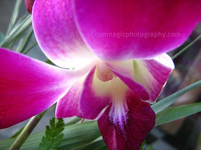 Soft purple orchid