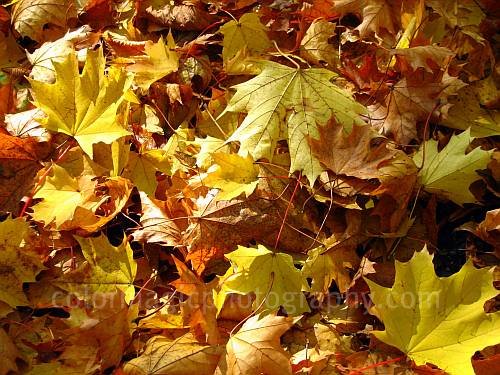 Autumn leaves-golden maple