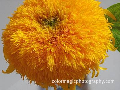 Fluffy sunflower