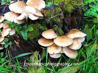 Mushroom and moss on a tree stump