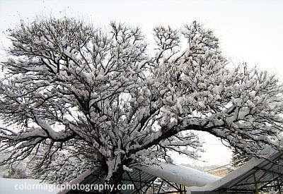 Tree under snoe-winter scene