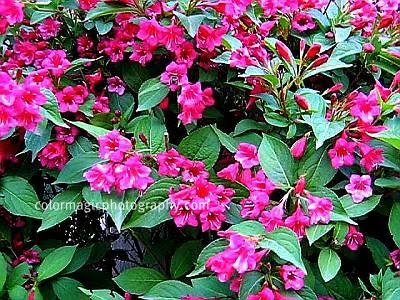 North Florida Landscaping Blog Flower Of March Azalea Is A Sea