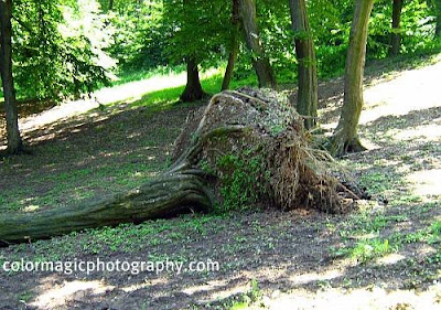 Uprooted tree after storm