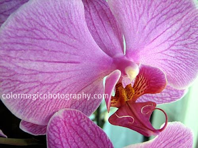 Purple orchid macro