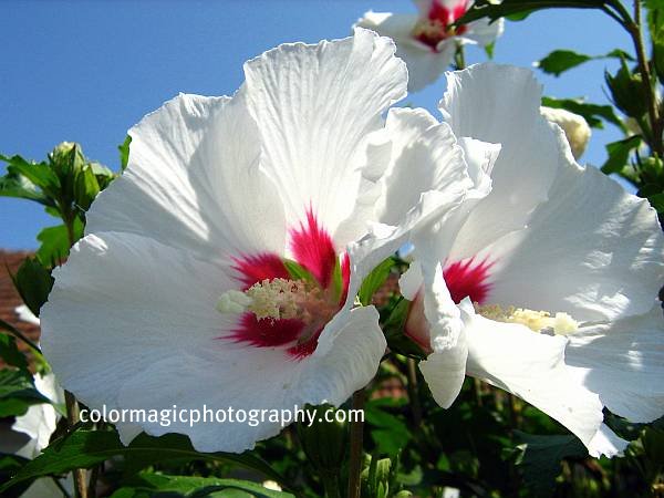 Li Na Herbs Rose Of Sharon Flower Of Immortality