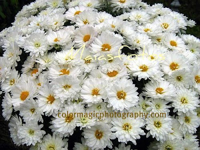 White mums-chrysanthemum photos
