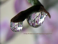 Raindrops macro photography-gallery