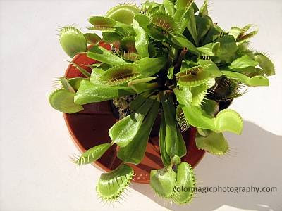 Venus Flytrap-Dionaea muscipula